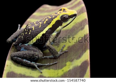 Poison arrow frog Ameerega bassleri from the Amazon rain forest in Peru. A macro of a beautiful tropical amphibian with bright yellow colours. Poisonous animal exotic pet in a rainforest terrarium.