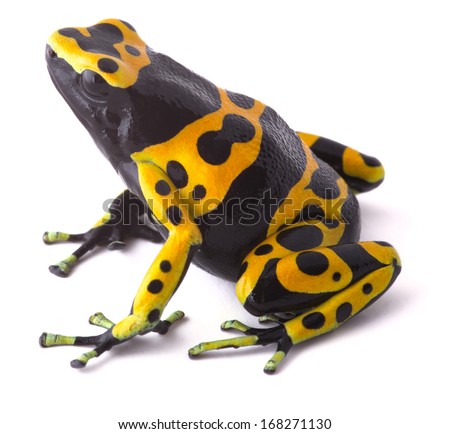 Yellow poison dart frog dendrobates leucomelas. Beautiful tropical rain forest animal from the Amazon rainforest in Venezuela. A poisonous amphibian with black dots. Macro isolated on white ストックフォト © 