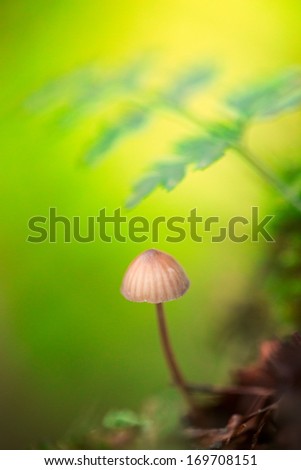 dream mushroom, golden glow on an autumn toadstool with warm fall colours