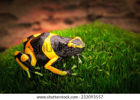 yellow banded poison dart frog dendrobates leucomelas a poisonous animal from the tropical Amazon rain forest of Venezuela