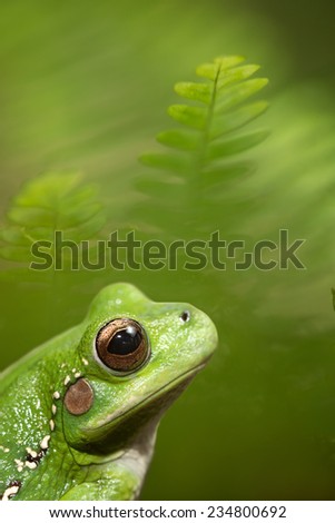 tropical tree frog between fern in the Amazon rain forest. Hypsiboas riojanus is an exotic tree frog living in the rain forest of Bolivia