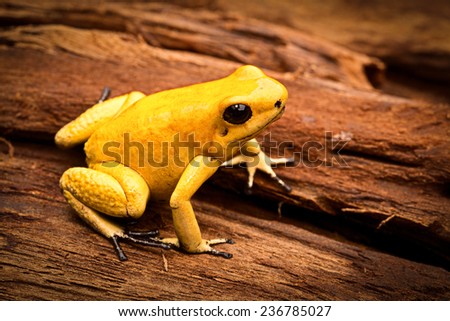 poisonous frog, poison dart frog Phyllobates terribilis a dangerous animal from the tropical rain forest of Colombia. Toxic amphibian with bright yellow and orange colors