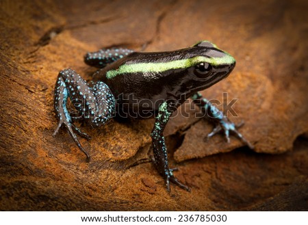 tropical poison frog Phyllobates aurotaenia from the Amazon rain forest of Colombia. A macro of a small poisonous amphibian from the rainforest. Toxic and dangerous animal.