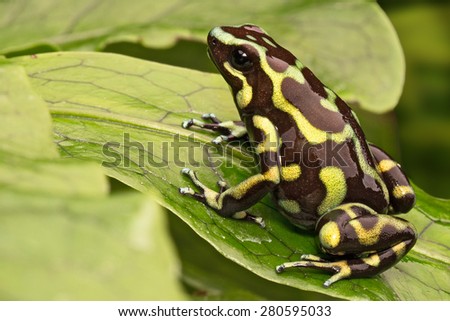 golden poison dart frog, dendrobates auratus from the central american rainforest of Panama