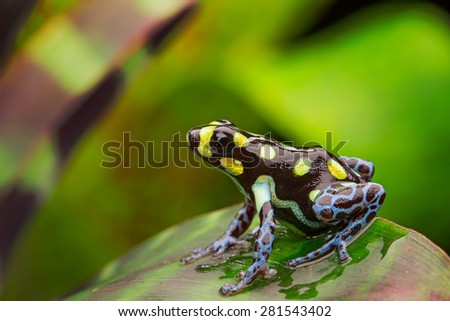 poison dart frog with yellow spots and blue legs, Ranitomeya vanzolinii a beautiful amphibian from the peruvian Amazon jungle