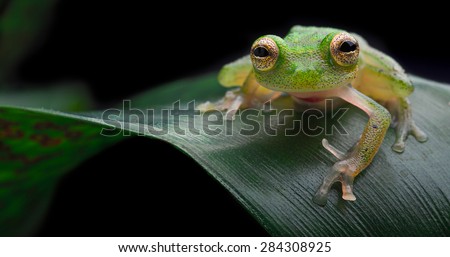 Tropical glass frog, exotic small amphibian from Amazon rain forest Hyalinobatrachium mondolfii Beautiful night animal