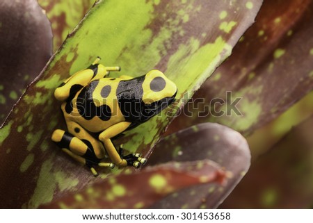 Yellow banded poison dart frog amazon rain forest of Guyana and Venezuela. Macro of a tropical poisonous animal kept as a pet in a terrarium.