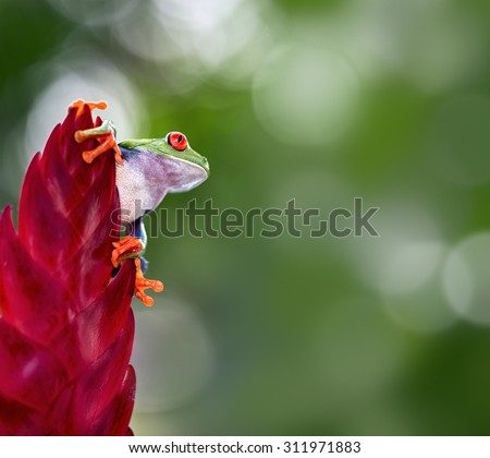 red eyed tree frog from the tropical jungle of Costa RIca and Panama  macro of an exotic rain forest animal, treefrog with copyspace