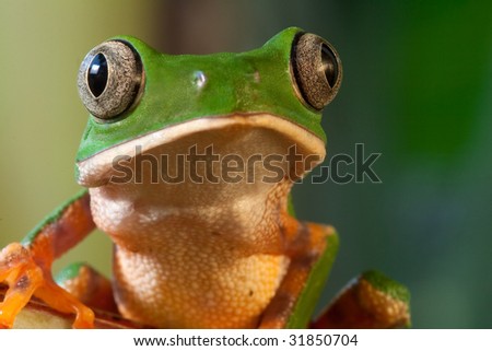 green tree frog  Monkey frog Phyllomedusa tomopterna beautiful amphibian of amazon rain forest nocturnal animal with big eyes tropical  exotic frog from jungle with copy space