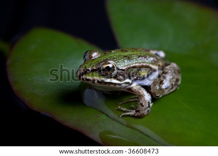 green frog Pelophylax lessonae sitting on a water lily pond frog european amphibian