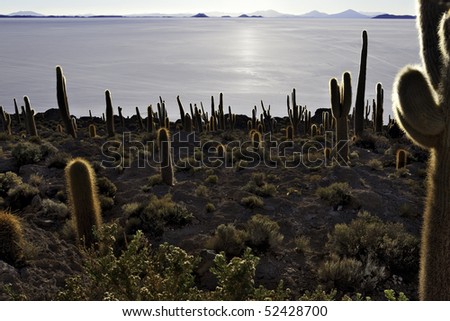 cactus at isla pescado salar de uyuni Bolivia silhouette in the setting sun backlit rocks in the andes dry desert at altiplano giant plants