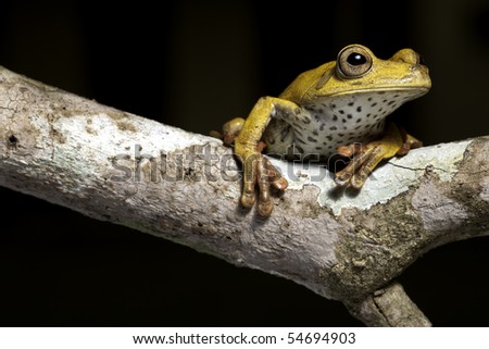 frog amphibian treefrog rainforest branch tropical jungle tree frog with beautiful eye a night animal on black background lives amazon rain forest a threatened species in need for nature conservation