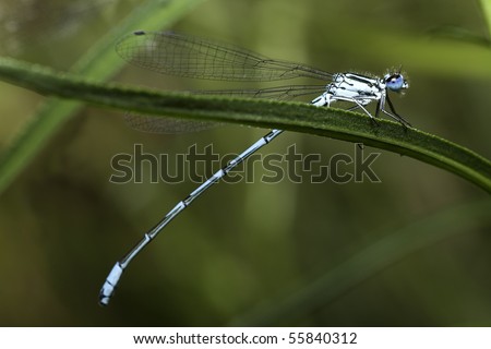 damselfly close up big eyes beautiful animal wings background with copy space