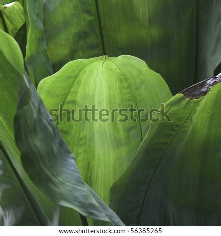 tropical leaf green background texture with copy space veins rain forest palm tree close-up jungle