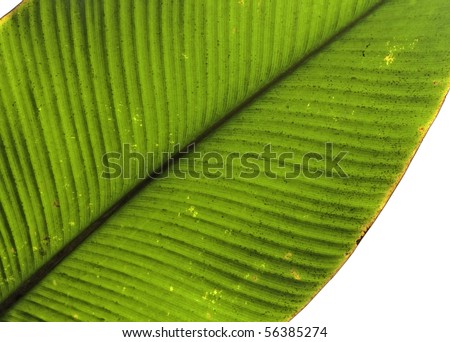 tropical leaf green background texture with copy space veins rainforest palm tree close-up jungle