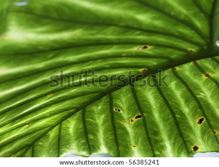 tropical leaf green background texture with copy space veins rainforest palm tree close-up jungle giant leaf rain forest background
