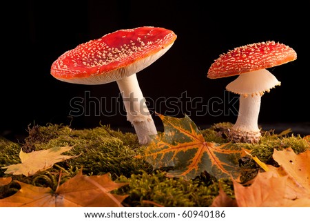 mushroom amanita muscaria fly agaric toadstool between moss and fall leafs isolated on black background with copy space