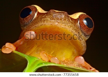 tree frog in Brazil tropical amazon rain forest beautiful night animal and endangered amphibian frog red eyed treefrog hiding behind green leaf hypsiboas triangularum macro
