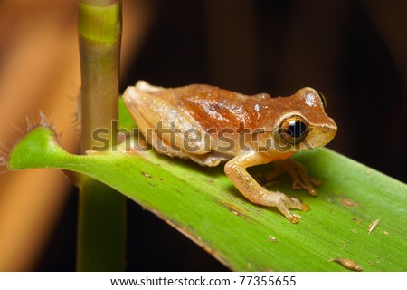 tree frog in Brazil tropical amazon rain forest beautiful night animal and endangered amphibian green frog nocturnal species on grass leaf in dark jungle small treefrog macro