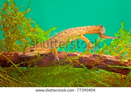 newt swimming under water aquatic animal amphibian of small freshwater ponds endangered species and protected by nature conservation smoot newt or Lissotriton vulgaris