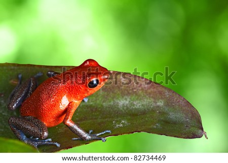 red poison dart frog sitting on leaf with copy space. Exotic rainforest animal bright vivid colors. dartfrog  in tropical rain forest. Oophaga pumilio, strawberry frog.  amphibian of jungle in Panama