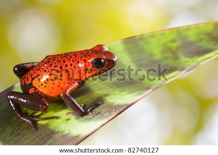 red poison strawberry frog on leaf in tropical jungle of Panama and Costa Rica. Beautiful bright colors background with copy space. Animal kept as pet in a terrarium. Amphibian of exotic rainforest.
