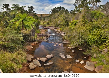 creek and fern trees in tropical tablelands Queensland Australia unspoilt pristine and pure wilderness beautiful wild nature