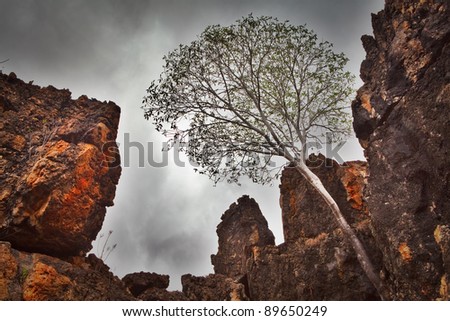 lonely white gum tree surrounded with dark granite rock with moody overcast clouds survivor in hard condition
