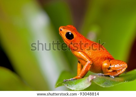 frog orange poisonous animal of rain forest panama Exotic poison dart frog terrarium pet tropical exotic herp species of jungle