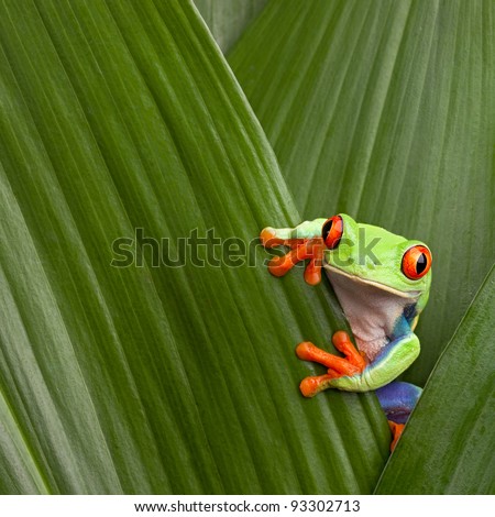 red eyed tree frog hiding in green background leafs Agalychnis callydrias exotic amphibian macro treefrog  Costa Rica curious tropical rain forest animal copyspace Panama or terrarium