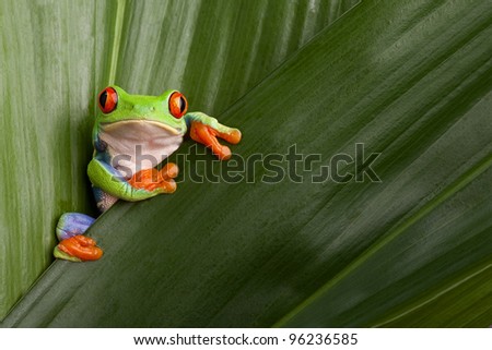 curious red eyed tree frog hiding in green background leafs Agalychnis callydrias exotic amphibian macro treefrog  Costa Rica rain forest animal copyspace