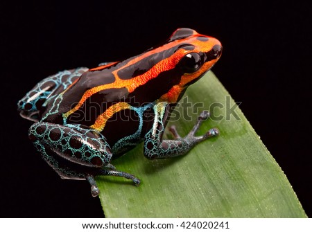 Red striped poison dart frog , ranitomeya amazonica. A poisonous small rainforest animal living in the Amazon rain forest in Peru. ストックフォト © 
