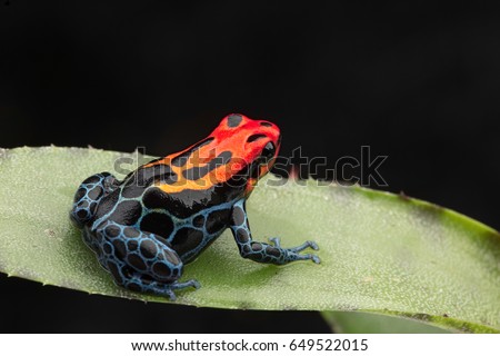 Amazonian Poison dart Frog, Ranitomeya ventrimaculata, Arena Blanca. Red blue poisonous animal from the Amazon rain forest of Peru.  ストックフォト © 