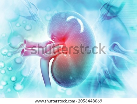 Kidney human renal realistic 3d illustration Stock foto © 