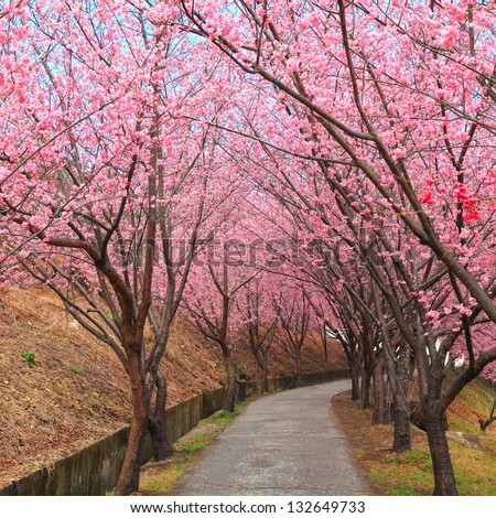 pink spring cherry blossom trees along the pathway