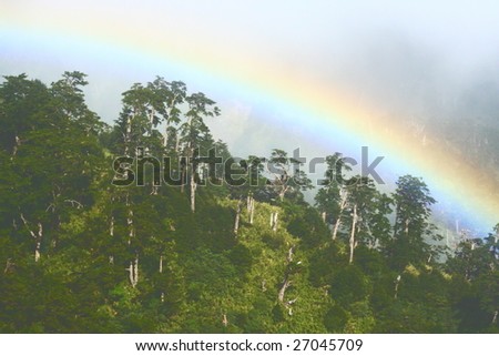 rainbow over forest