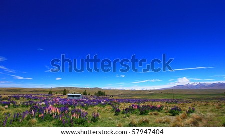 Field of lupines in summer, New Zealand