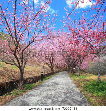 pathway into spring cherry blossom trees