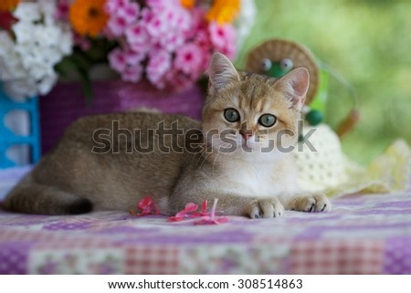 Plush kitten lying on a blanket among the flowers