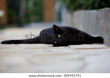 Young black cat lying on the garden path