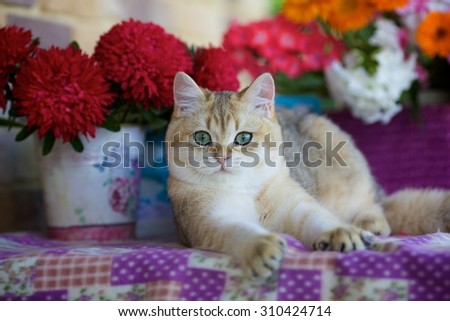 Cute cat lying near bouquets of garden flowers