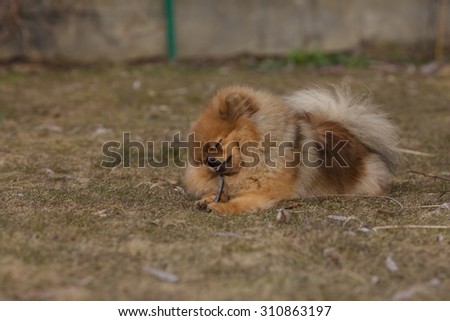 Beautiful Pomeranian dog chews on a stick