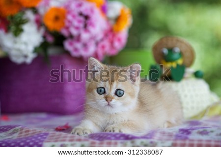 Beautiful British Golden shaded kitten lying on a purple blanket in the summer outdoors