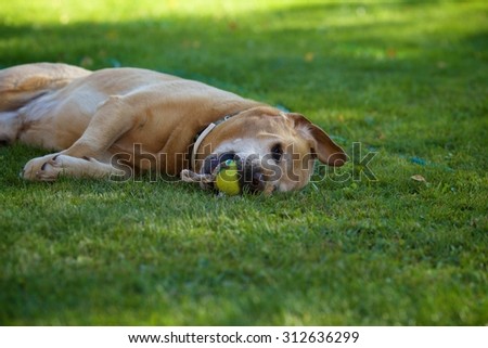 Dog Labrador Retriever lying around and plays with favorite toy on the grass