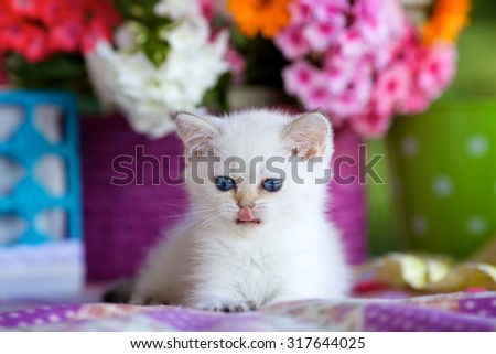 Little cute kitten with blue eyes licks lips against the bright colored baskets