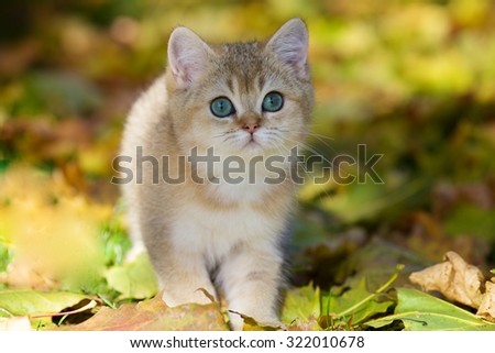 Charming British Golden shaded kitten with green eyes sitting in autumn leaves in the garden