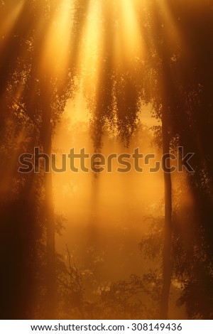 Translucent golden morning light through the branches and leaves. Sun rays creates a gateway to paradise.