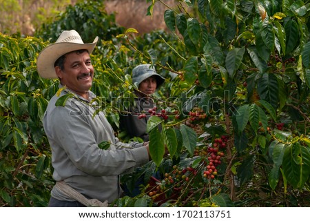 Happy farmers collecting Arabica coffee beans on the coffee tree. Foto stock © 