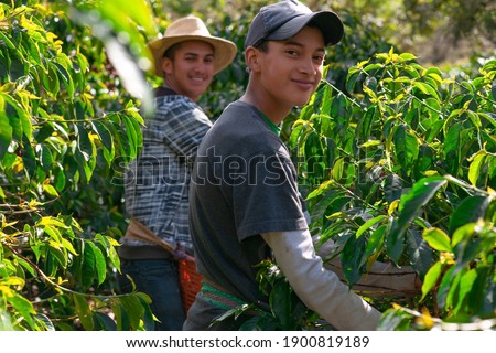 young farmers collect coffee beans. Foto stock © 
