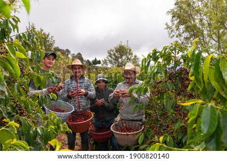 Group of happy farmer showing his freshly harvested Arabica coffee beans. Foto stock © 